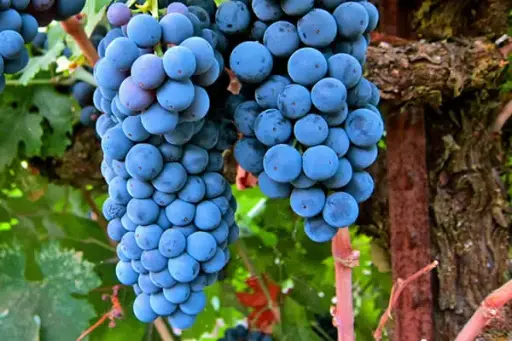 Merlot SP