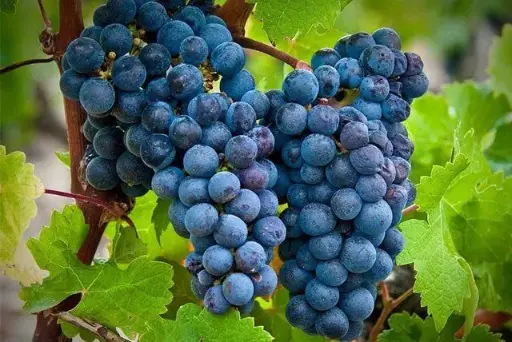 Cabernet Franc SP
