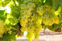 Chardonnay Premium