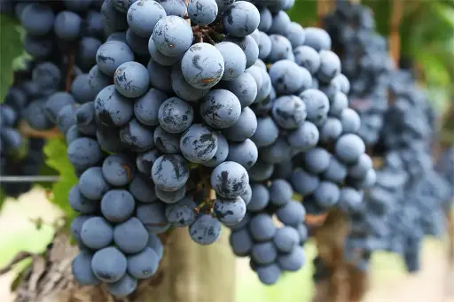 Malbec Premium