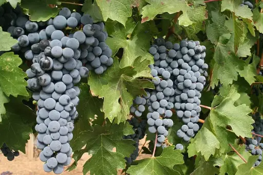 Cabernet Sauvignon Premium